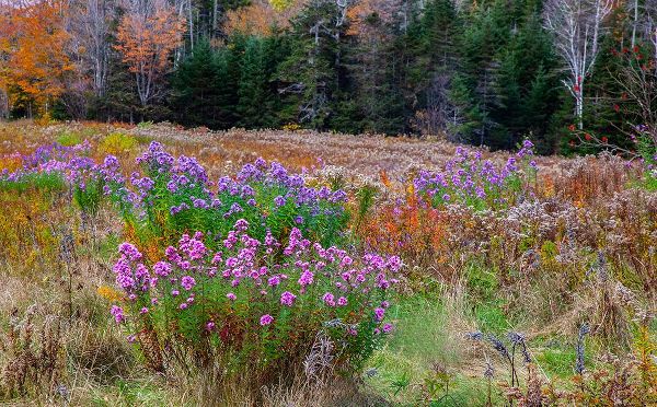 Gulin, Sylvia 아티스트의 USA-New Hampshire-New England field off of highway 302 with Autumn daisies and hillside backdrop wi작품입니다.